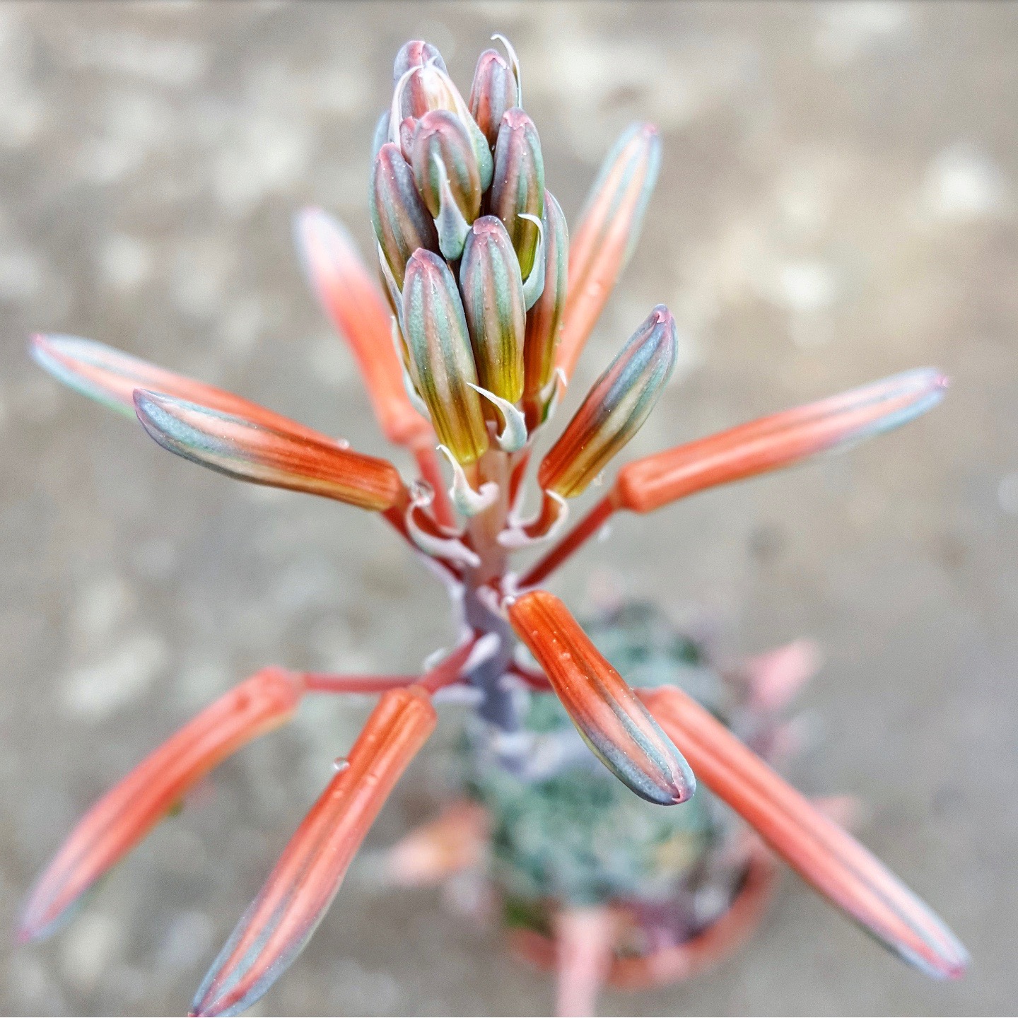 Aloe aristata - Pflegen und Vermehren einfach gemacht - Pflanzenportrait -  PASIORA