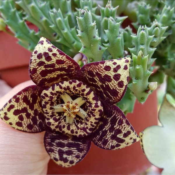 Stapelia desmetiana - Pflanzenportrait | PASIORA