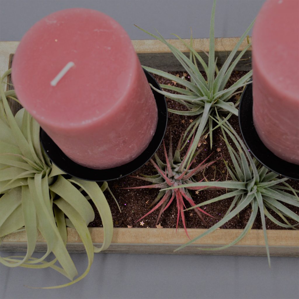 Adventskranz DIY mit Sukkulenten | PASIORA