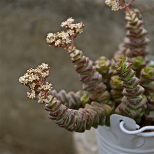 Crassula rupestris subsp. marnieriana 'Hottentot' | PASIORA