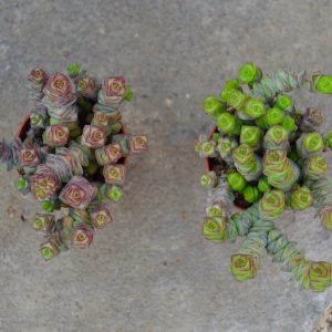 Crassula rupestris subsp. marnieriana 'Hottentot' | PASIORA
