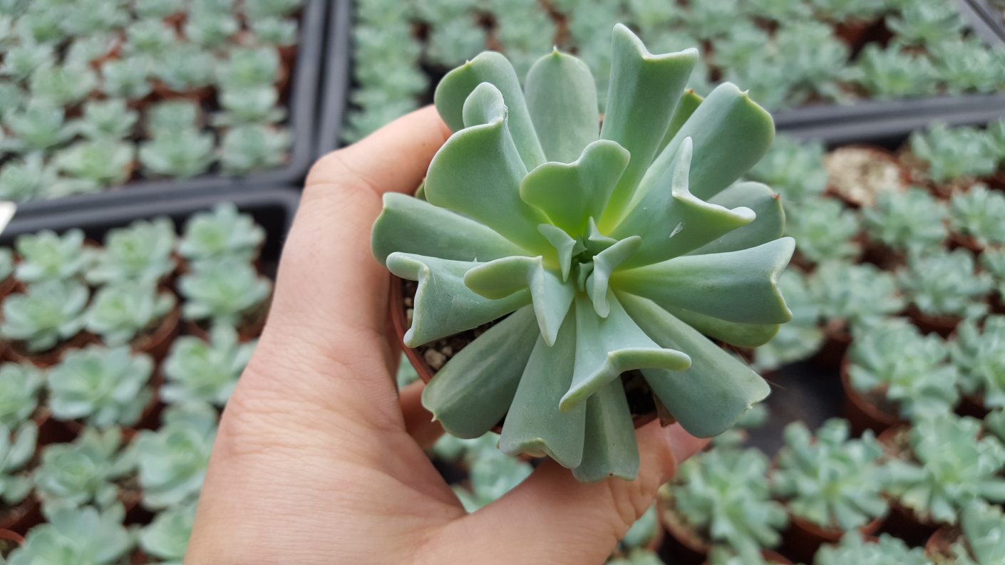 Echeveria runyonii 'Topsy Turvy' | PASIORA