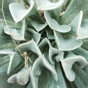 Echeveria 'Topsy Turvy' | Pasiora