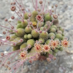 Monanthes polyphylla Knospen - Sukkulente