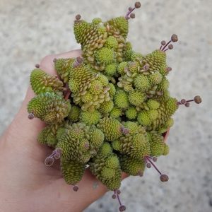 Monanthes polyphylla Knospen - Sukkulente