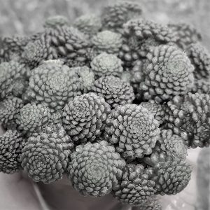 Monanthes polyphylla - Sukkulente