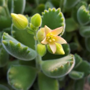 Cotyledon tomentosa Blüte - Sukkulente