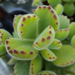 Cotyledon tomentosa Detail - Sukkulente