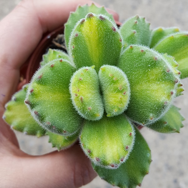Cotyledon tomentosa lemon stripe - Sukkulente