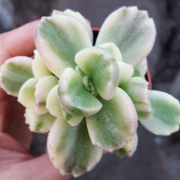 Cotyledon tomentosa variegata - Sukkulente