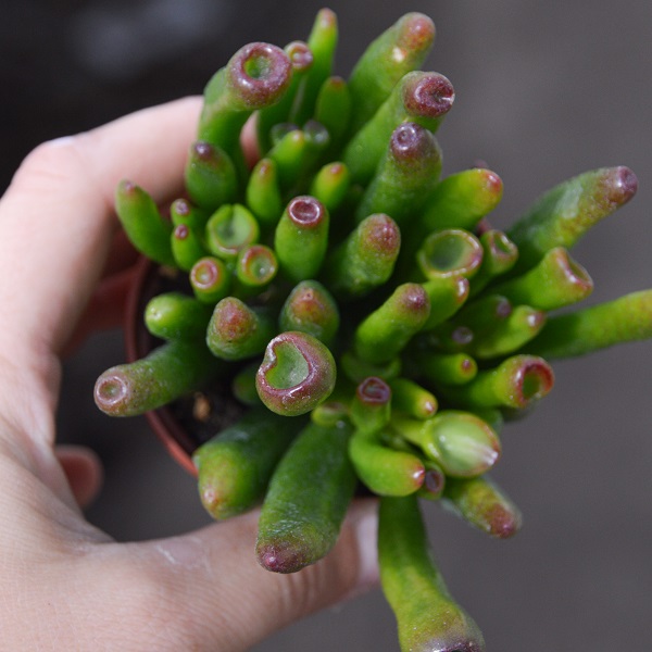 Crassula coral in Hand - Sukkulente