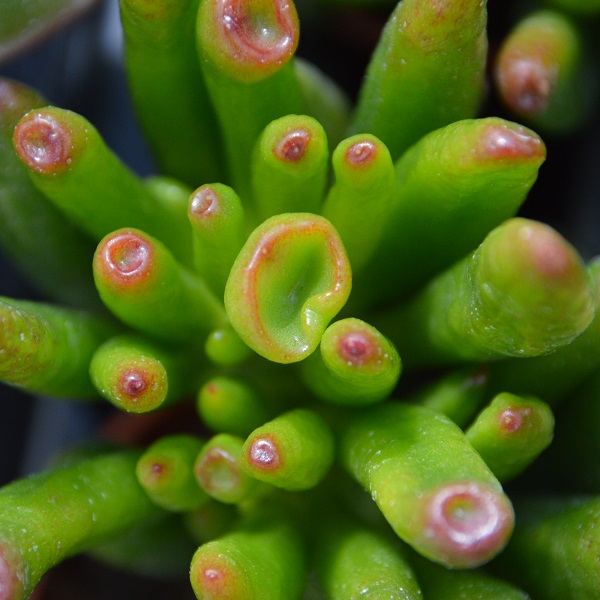 Crassula coral von oben - Sukkulente