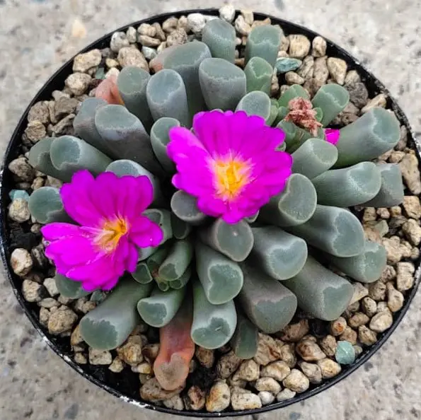 Frithia pulchra Blüte - Sukkulente