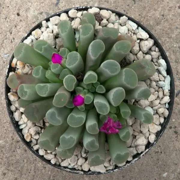 Frithia pulchra - Sukkulente