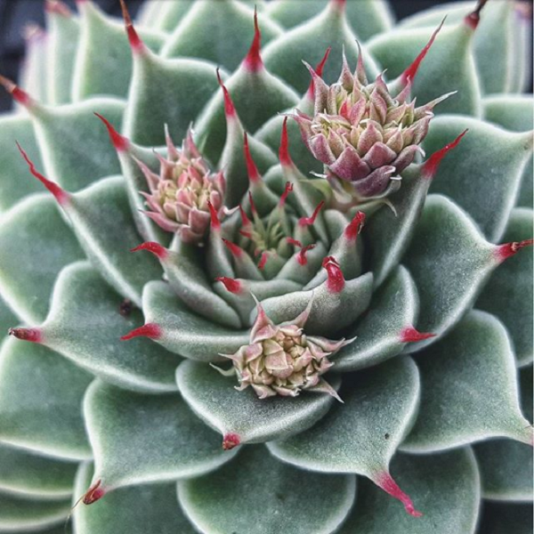 Graptopetalum filiferum Detail - Sukkulente