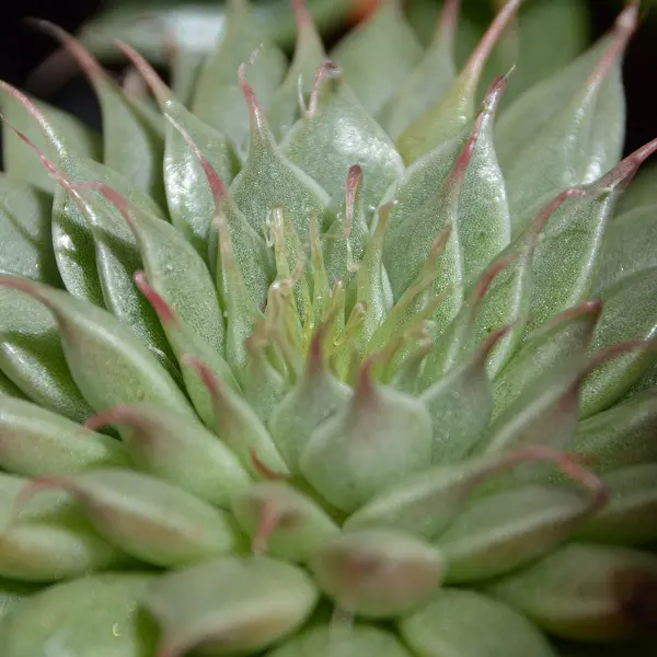 Graptopetalum filiferum - Sukkulente