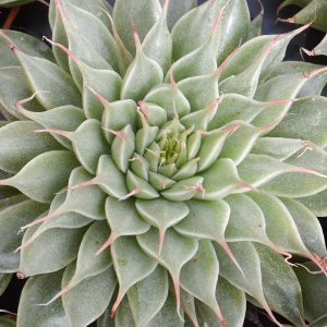 Graptopetalum filiferum - Sukkulente