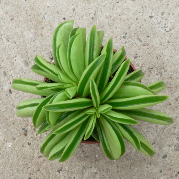 Peperomia dolabriformis Blätter - Sukkulente