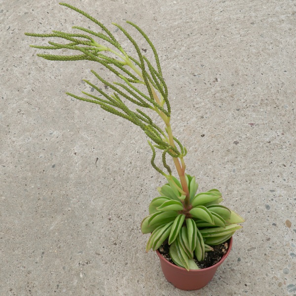 Peperomia dolabriformis Blüte - Sukkulente