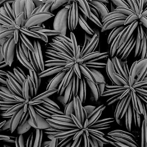 Peperomia dolabriformis - Sukkulente schwarz-weiß
