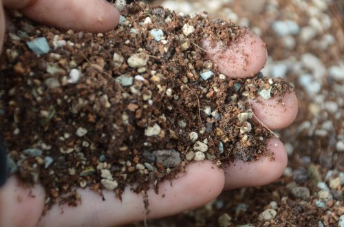 Selbst gemischtes Sukkulentensubstrat