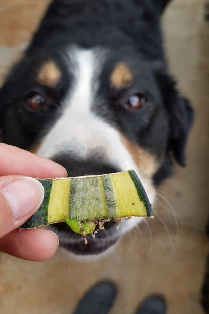 aloe vera fruchtfleisch INTB010 main image 1