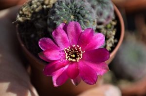 Sulcorebutia rauschii 'Violet'