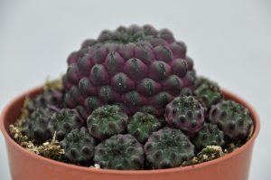 Sulcorebutia rauschii 'Violet'