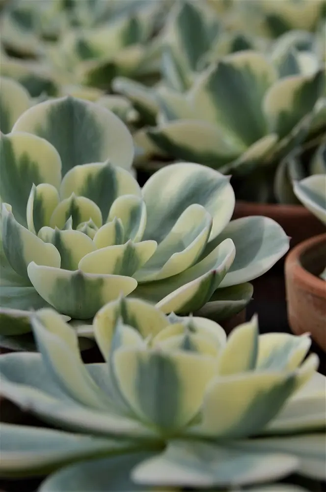 Mehrere Echeveria compton Caroussel