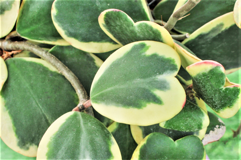 Hoya Kerrii Eine Umfangreiche Pflegeanleitung Der Herzblatt Pflanze hoya-kerrii-eine-umfangreiche-pflegeanleitung-der-herzblatt-pflanze